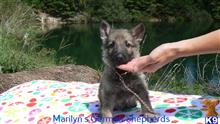 german shepherd puppy posted by mlwgermanshepherd