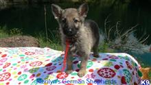 german shepherd puppy posted by mlwgermanshepherd