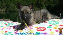 german shepherd puppy posted by mlwgermanshepherd