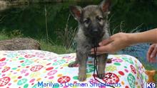 german shepherd puppy posted by mlwgermanshepherd