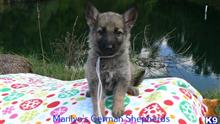 german shepherd puppy posted by mlwgermanshepherd