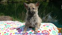 german shepherd puppy posted by mlwgermanshepherd