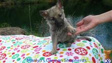 german shepherd puppy posted by mlwgermanshepherd