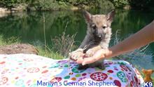 german shepherd puppy posted by mlwgermanshepherd