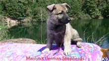 german shepherd puppy posted by mlwgermanshepherd