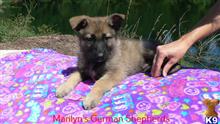 german shepherd puppy posted by mlwgermanshepherd