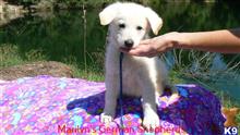 german shepherd puppy posted by mlwgermanshepherd