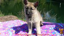 german shepherd puppy posted by mlwgermanshepherd