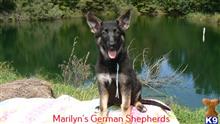 german shepherd puppy posted by mlwgermanshepherd