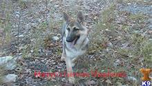 german shepherd puppy posted by mlwgermanshepherd