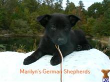 german shepherd puppy posted by mlwgermanshepherd