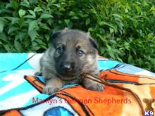 german shepherd puppy posted by mlwgermanshepherd