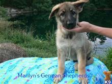 german shepherd puppy posted by mlwgermanshepherd
