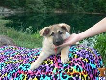 german shepherd puppy posted by mlwgermanshepherd