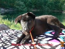german shepherd puppy posted by mlwgermanshepherd