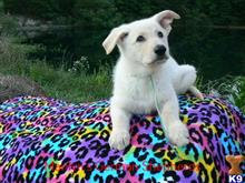 german shepherd puppy posted by mlwgermanshepherd