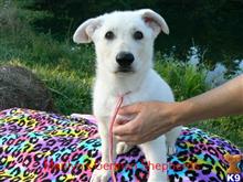 german shepherd puppy posted by mlwgermanshepherd