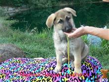 german shepherd puppy posted by mlwgermanshepherd