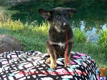 german shepherd puppy posted by mlwgermanshepherd