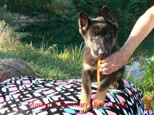 german shepherd puppy posted by mlwgermanshepherd