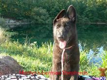 german shepherd puppy posted by mlwgermanshepherd
