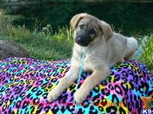 german shepherd puppy posted by mlwgermanshepherd