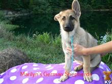 german shepherd puppy posted by mlwgermanshepherd