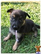 german shepherd puppy posted by mlwgermanshepherd