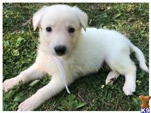 german shepherd puppy posted by mlwgermanshepherd