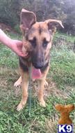 german shepherd puppy posted by mlwgermanshepherd