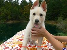 german shepherd puppy posted by mlwgermanshepherd