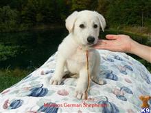 german shepherd puppy posted by mlwgermanshepherd