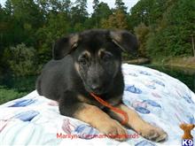 german shepherd puppy posted by mlwgermanshepherd