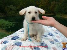 german shepherd puppy posted by mlwgermanshepherd