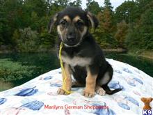 german shepherd puppy posted by mlwgermanshepherd