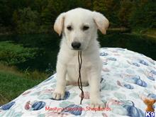 german shepherd puppy posted by mlwgermanshepherd