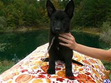 german shepherd puppy posted by mlwgermanshepherd