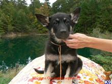 german shepherd puppy posted by mlwgermanshepherd