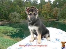 german shepherd puppy posted by mlwgermanshepherd