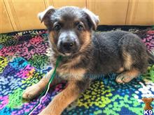 german shepherd puppy posted by mlwgermanshepherd