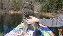 german shepherd puppy posted by mlwgermanshepherd