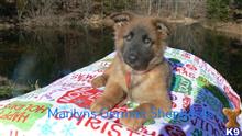 german shepherd puppy posted by mlwgermanshepherd