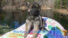 german shepherd puppy posted by mlwgermanshepherd