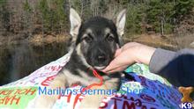 german shepherd puppy posted by mlwgermanshepherd