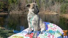 german shepherd puppy posted by mlwgermanshepherd