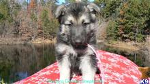 german shepherd puppy posted by mlwgermanshepherd