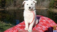 german shepherd puppy posted by mlwgermanshepherd