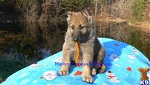 german shepherd puppy posted by mlwgermanshepherd