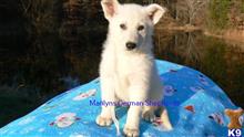 german shepherd puppy posted by mlwgermanshepherd