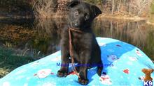 german shepherd puppy posted by mlwgermanshepherd